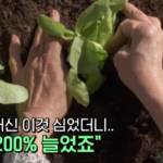 애호박 대신 '이거' 심어서 수익 200% 늘어난 남자