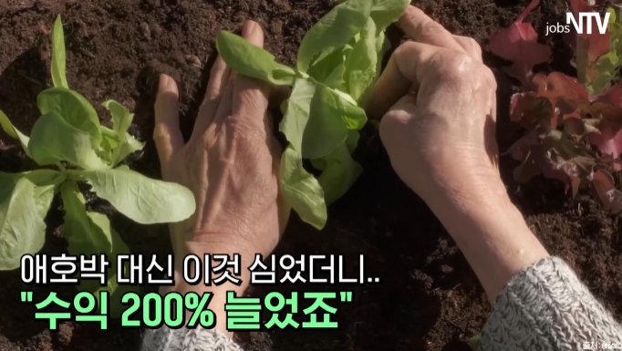 You are currently viewing 애호박 대신 ‘이거’ 심어서 수익 200% 늘어난 남자