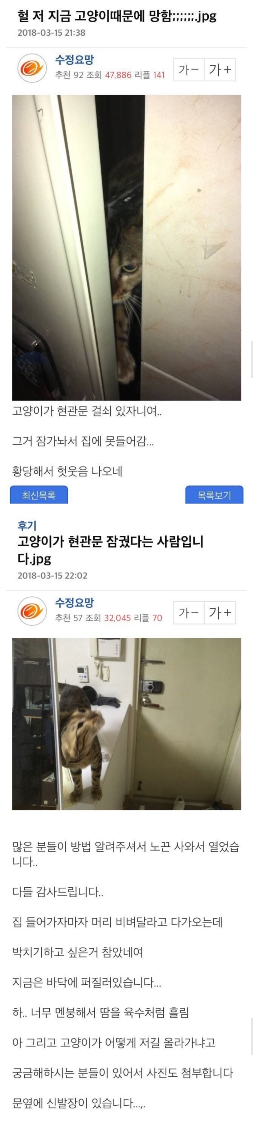 뱅갈 고양이가 귀여운 이유