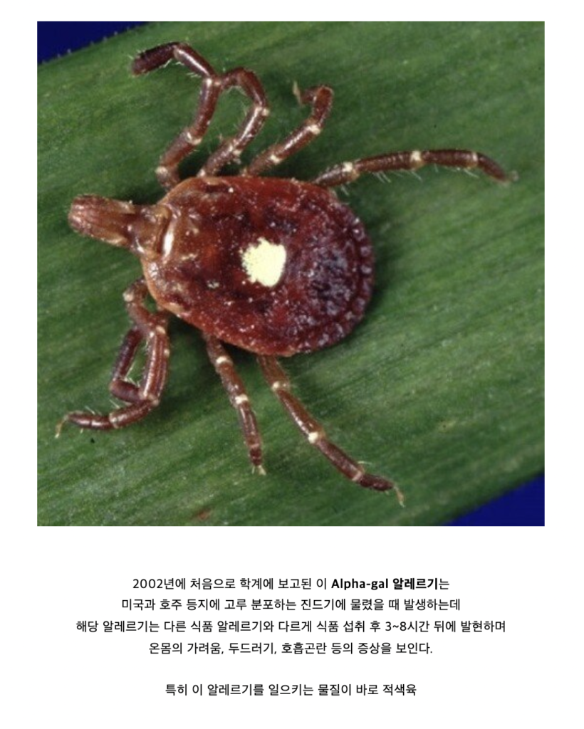 세상에서 가장 끔찍한 알레르기 중 하나인 "고기 알레르기"