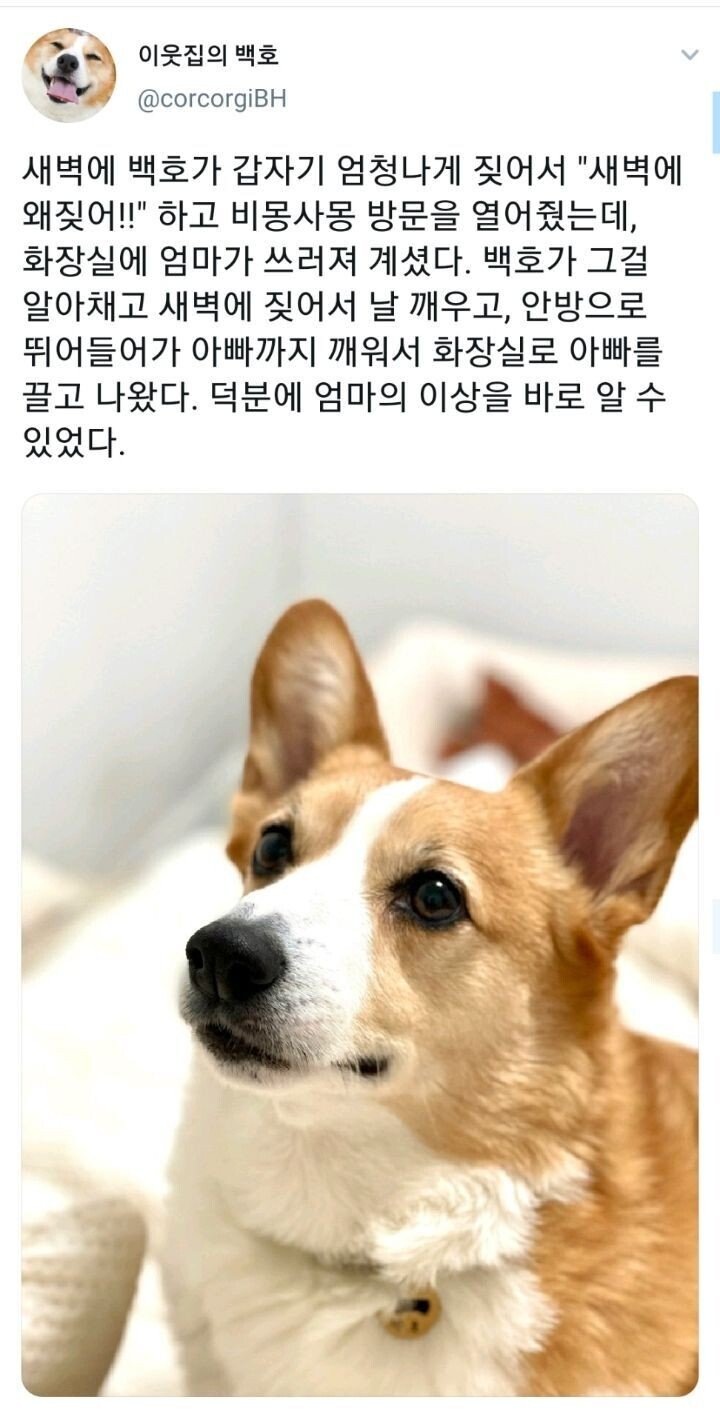 새벽에 갑자기 개가 짖어서 깼더니...