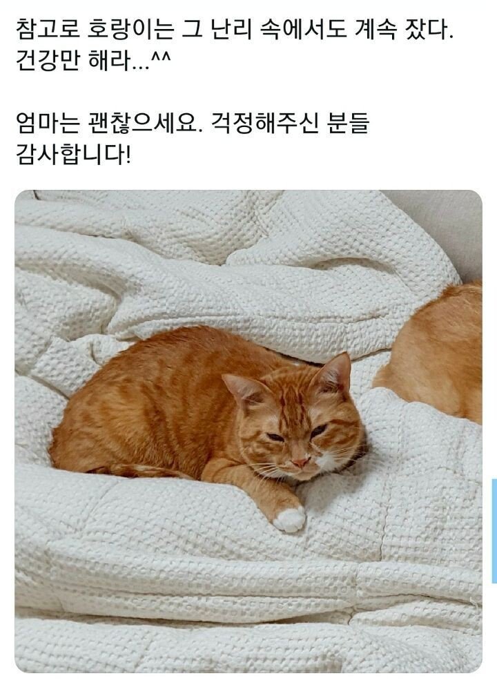 새벽에 갑자기 개가 짖어서 깼더니...