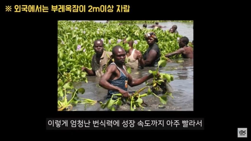 우리나라에선 인식이 좋은 잡초