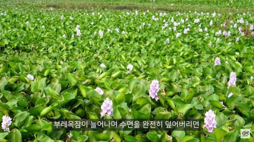 우리나라에선 인식이 좋은 잡초