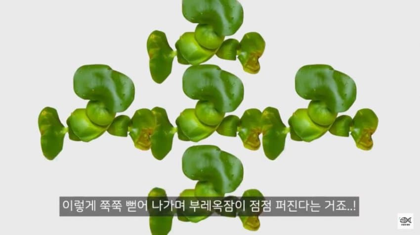 우리나라에선 인식이 좋은 잡초