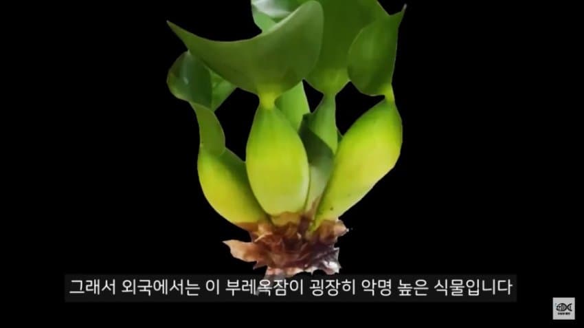 우리나라에선 인식이 좋은 잡초