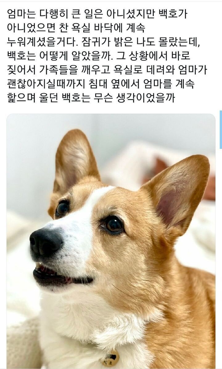 새벽에 갑자기 개가 짖어서 깼더니...