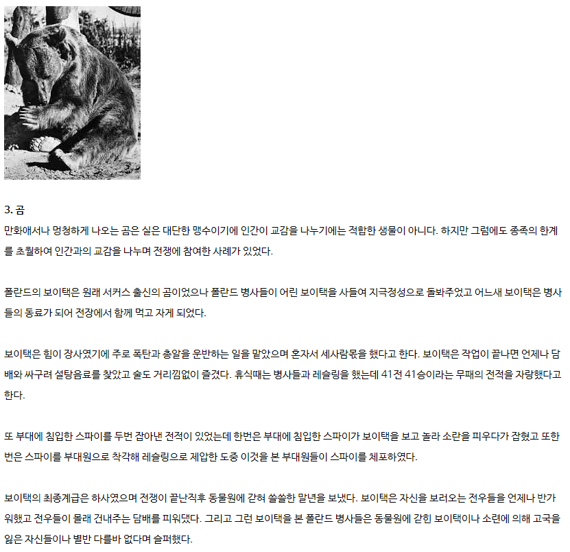 전쟁터 속 동물들의 일화